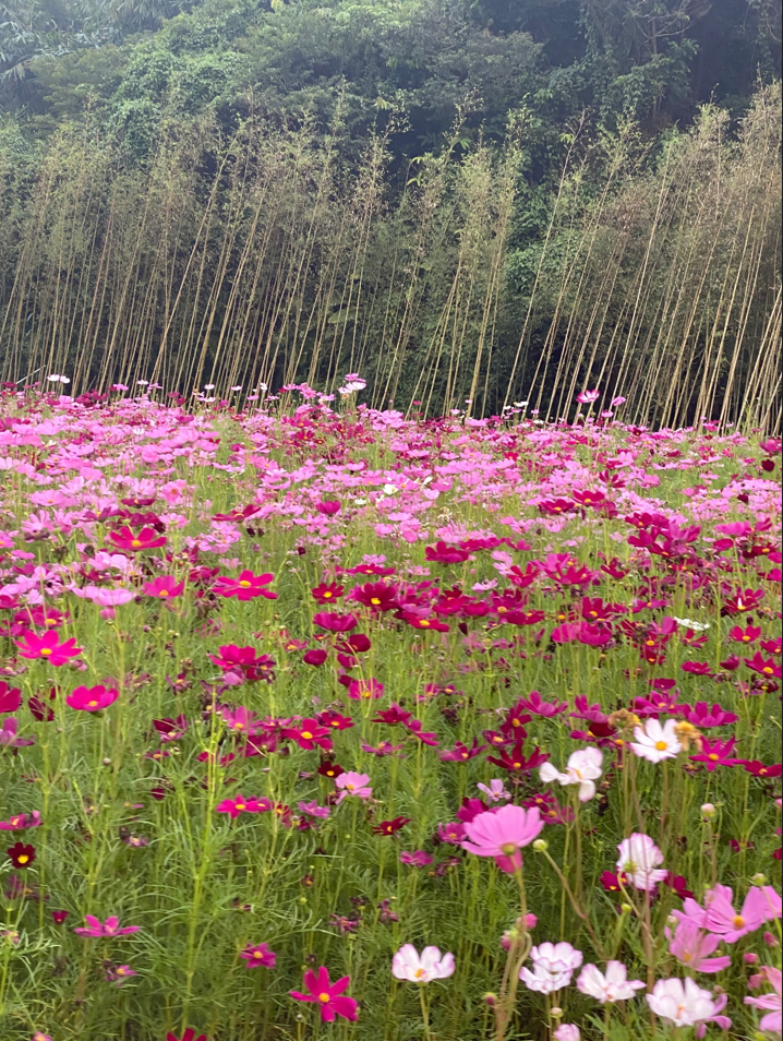 这个十月，波斯菊、向日葵绚烂满谷~~