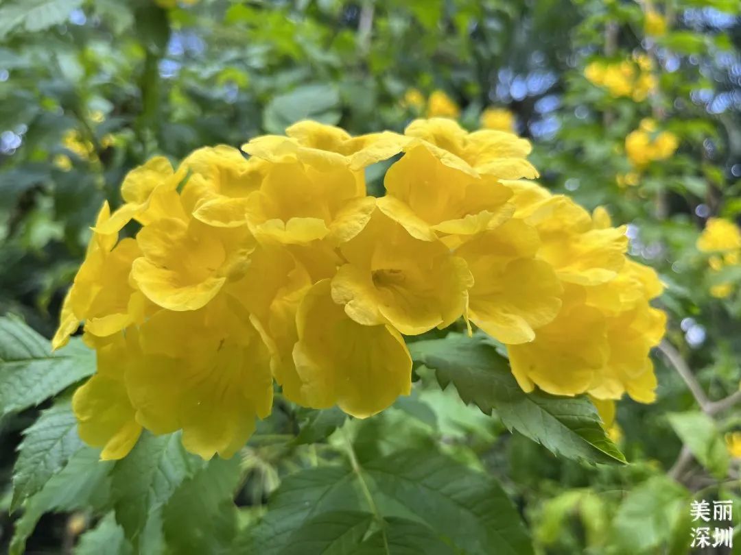 十二月花历 | 不负好时光，深圳公园邀您赏花