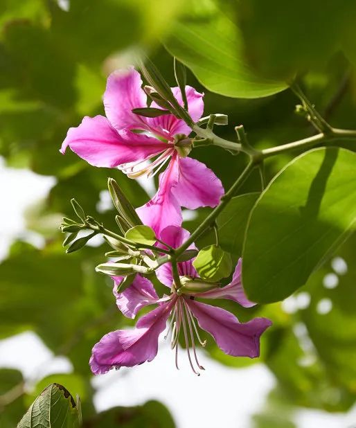 十二月花历 | 不负好时光，深圳公园邀您赏花