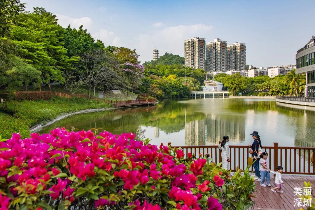 十二月花历 | 不负好时光，深圳公园邀您赏花