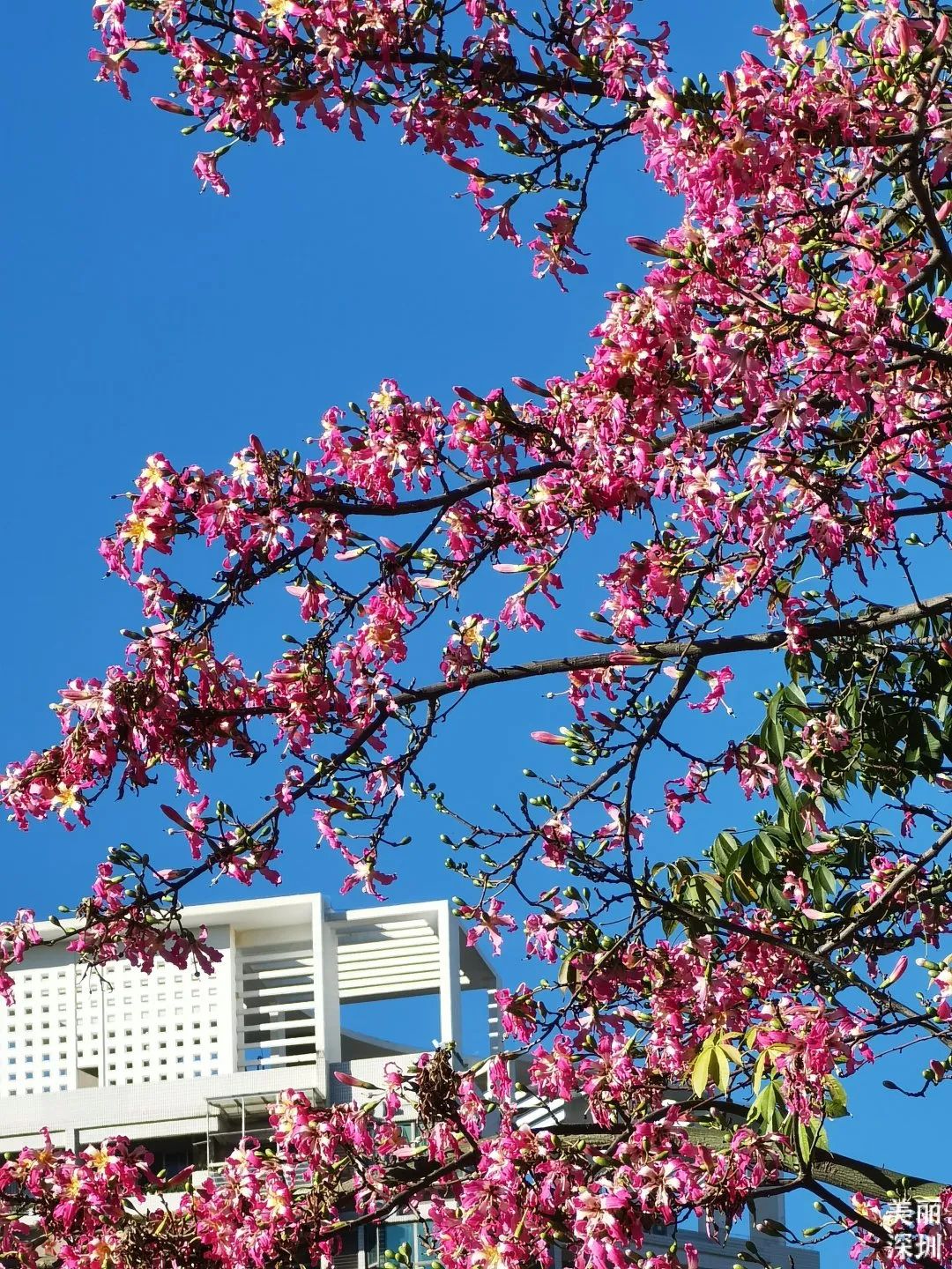 十二月花历 | 不负好时光，深圳公园邀您赏花