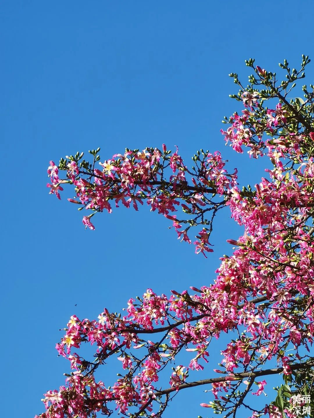 十二月花历 | 不负好时光，深圳公园邀您赏花