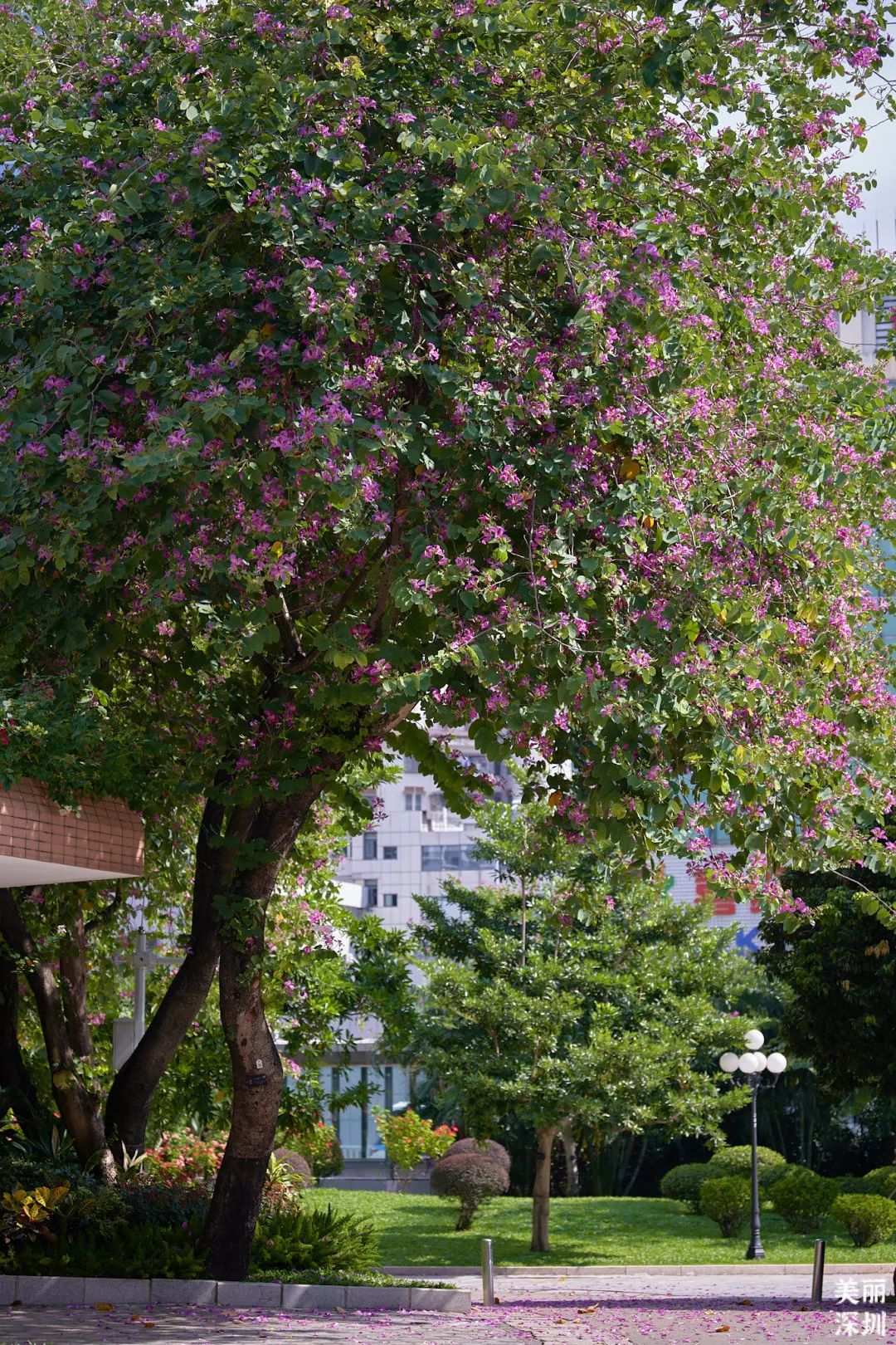 十二月花历 | 不负好时光，深圳公园邀您赏花