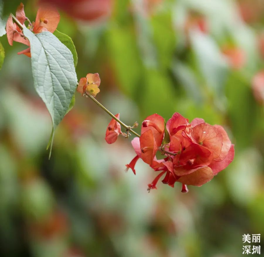 十二月花历 | 不负好时光，深圳公园邀您赏花