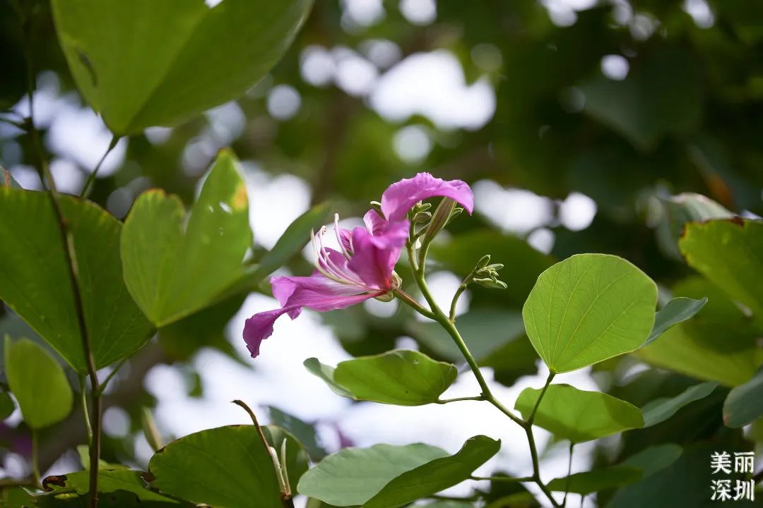 十二月花历 | 不负好时光，深圳公园邀您赏花