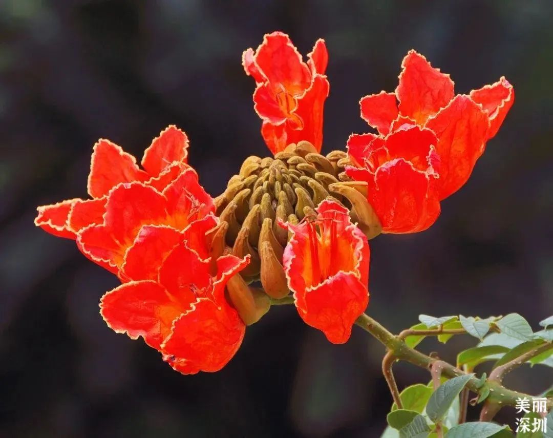 十二月花历 | 不负好时光，深圳公园邀您赏花