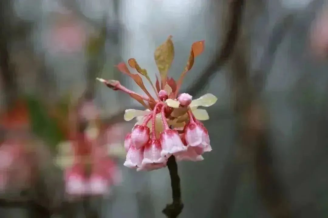 来收集春光吧~盐田粉色花海向你发出邀请！