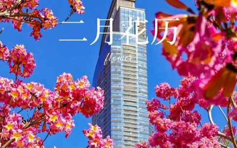 【深圳2月花历】春日花开好，浪漫在公园