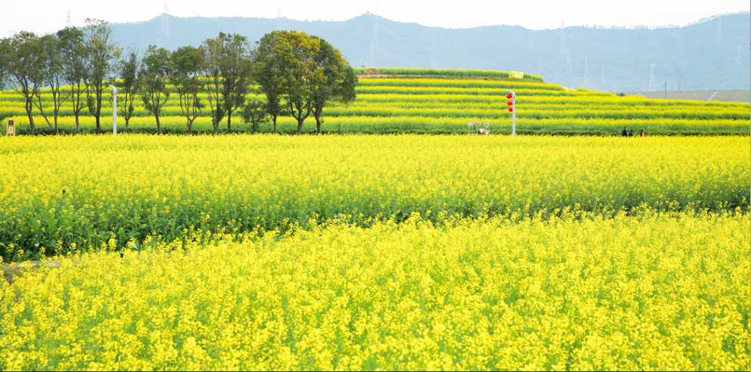 光明欢乐田园小镇约你春日打卡油菜花田~~