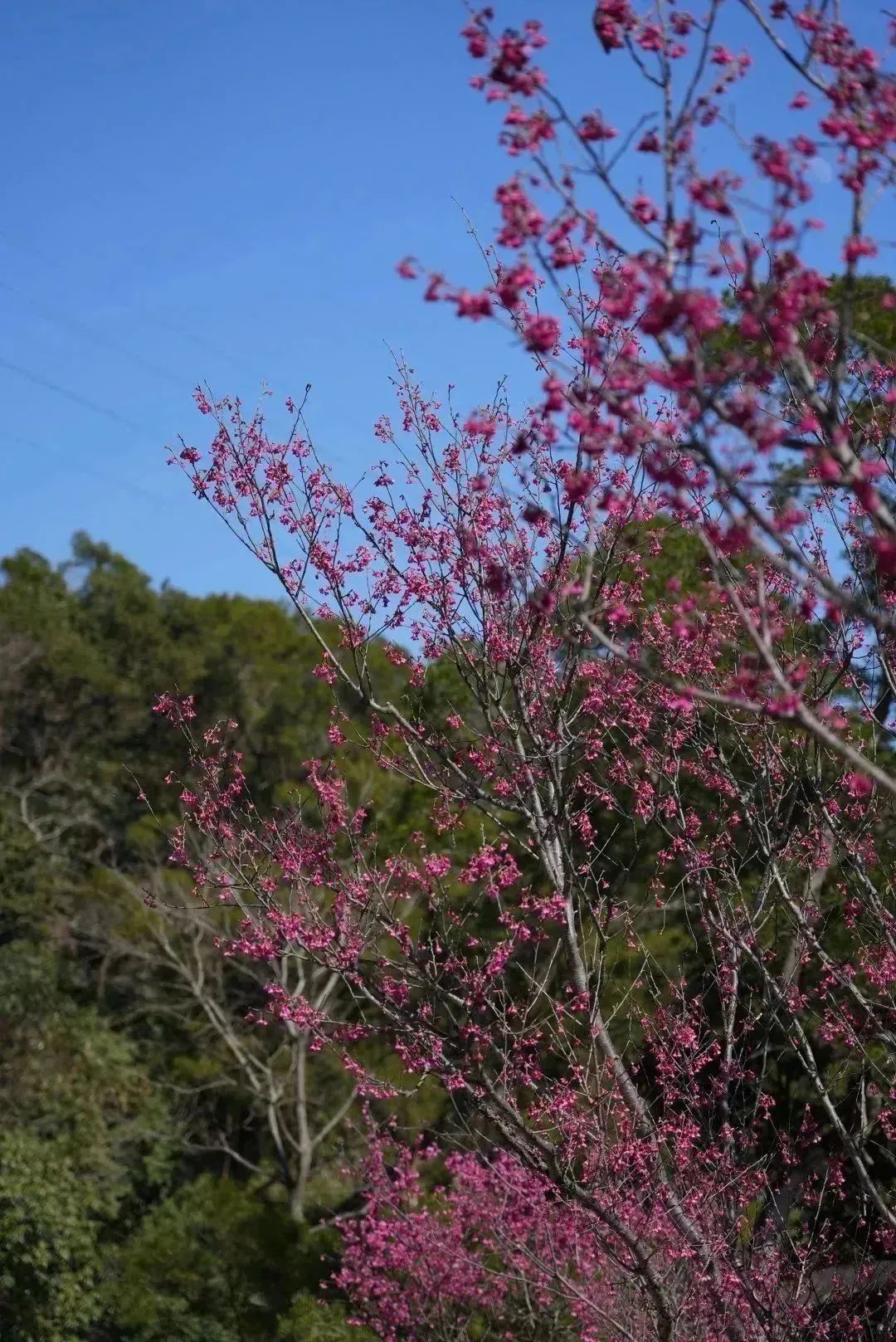 深i绿道 | 漫山樱花飘舞，来小三洲绿道共赏美景吧！