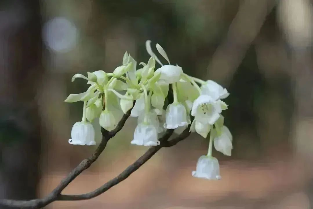 来收集春光吧~盐田粉色花海向你发出邀请！