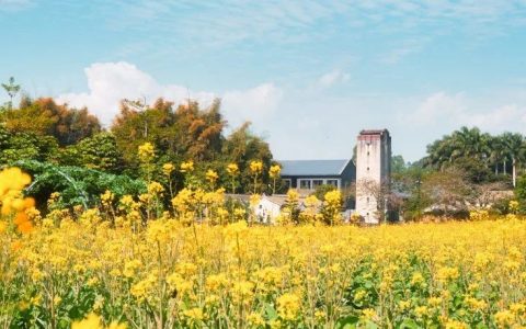 赏花田满目金黄，显古村一方春色