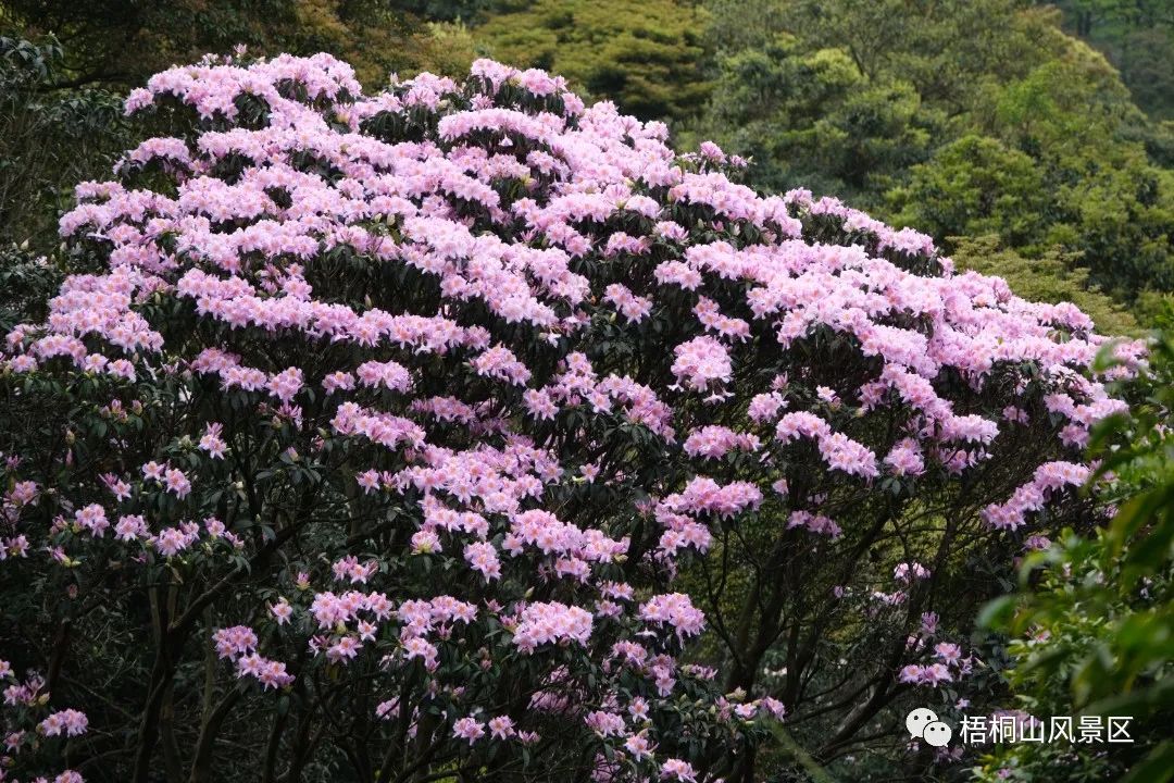 春天的邀约 | 第八届梧桐山毛棉杜鹃节将于3月17日开幕