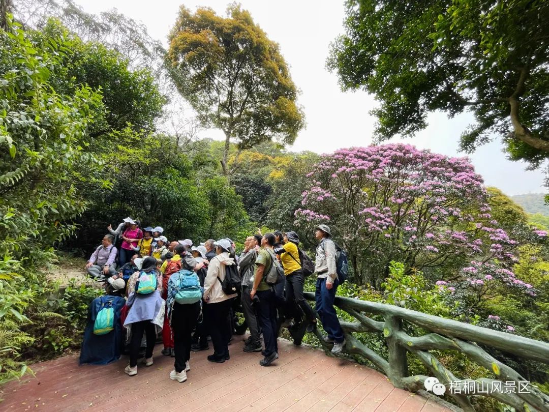 春天的邀约 | 第八届梧桐山毛棉杜鹃节将于3月17日开幕