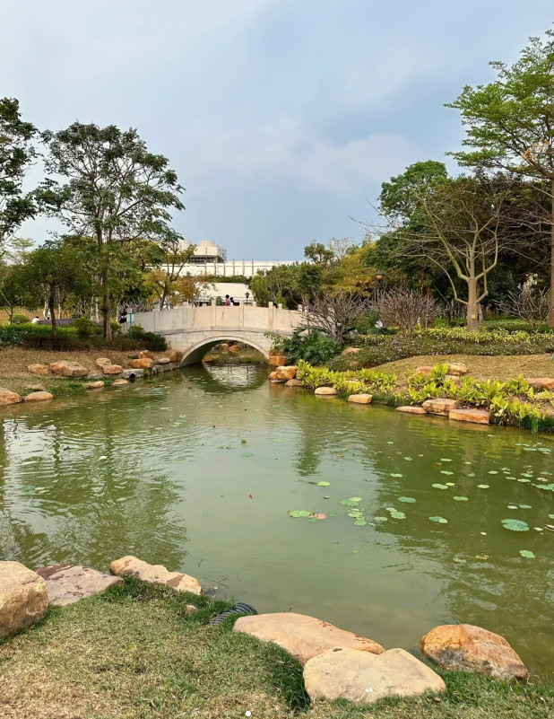 深圳鹅颈水湿地公园花都开好了，好美