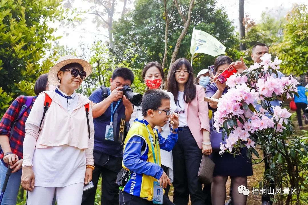 春天的邀约 | 第八届梧桐山毛棉杜鹃节将于3月17日开幕