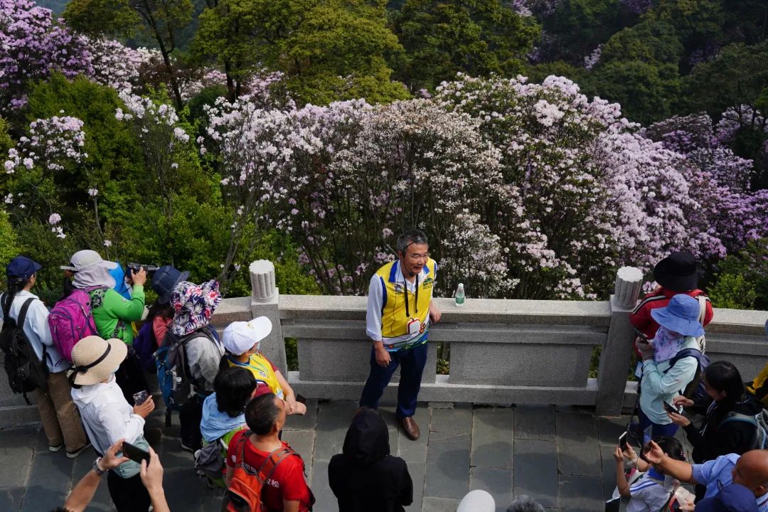 春天的邀约 | 第八届梧桐山毛棉杜鹃节将于3月17日开幕