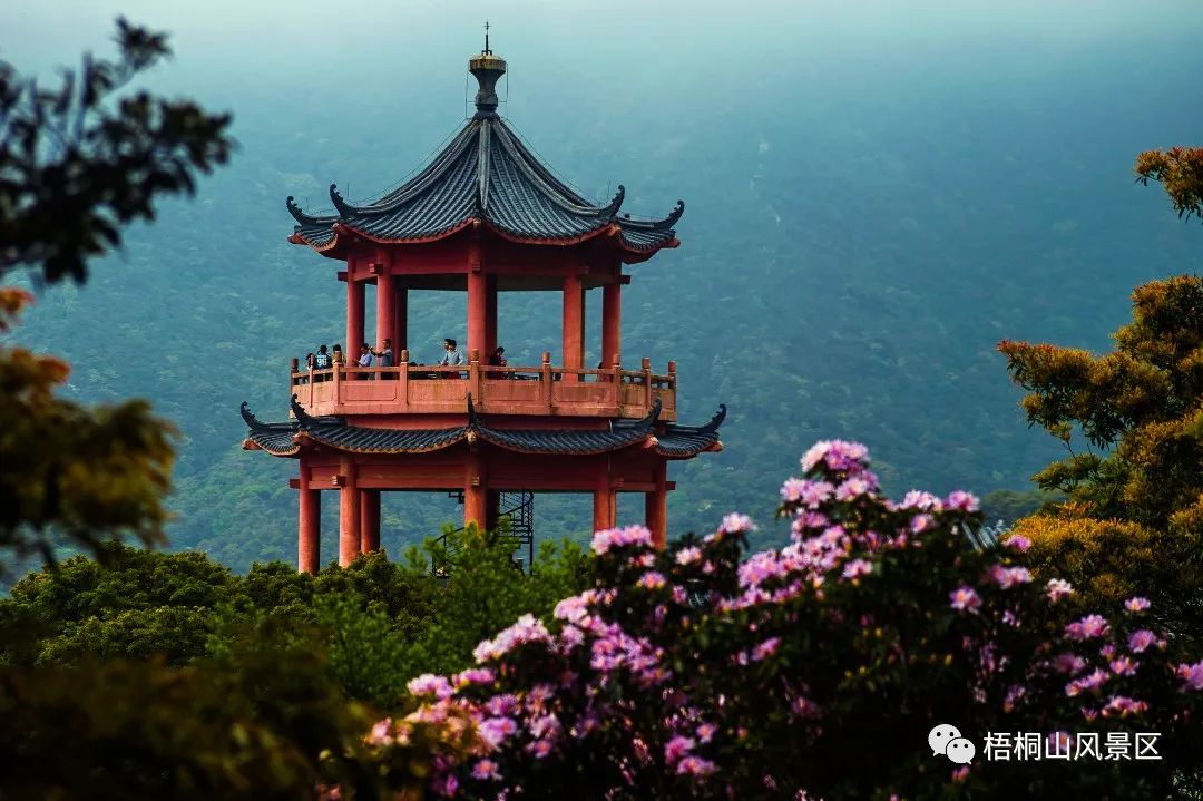 春天的邀约 | 第八届梧桐山毛棉杜鹃节将于3月17日开幕