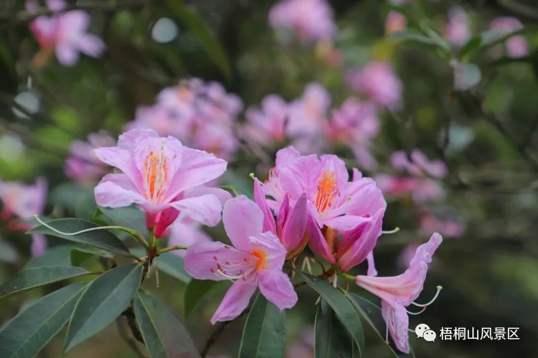 春天的邀约 | 第八届梧桐山毛棉杜鹃节将于3月17日开幕