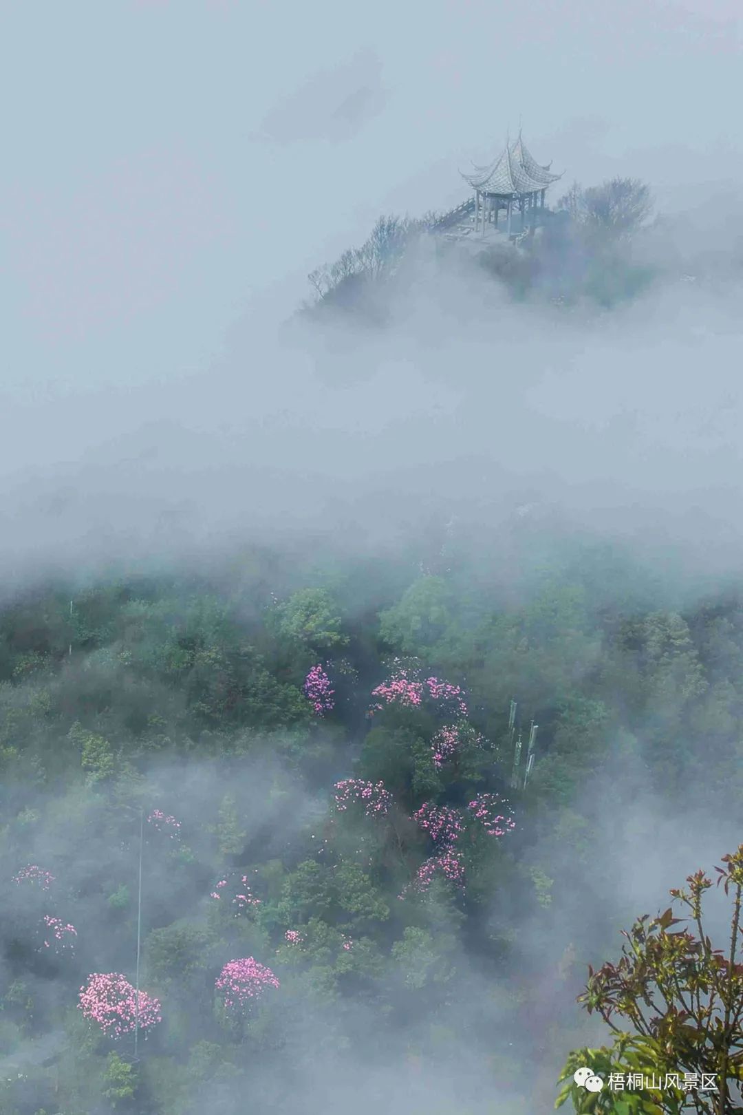 春天的邀约 | 第八届梧桐山毛棉杜鹃节将于3月17日开幕