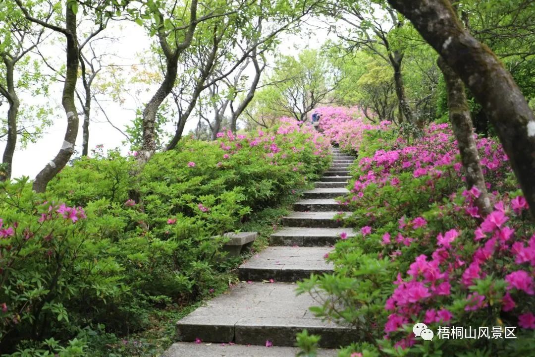 春天的邀约 | 第八届梧桐山毛棉杜鹃节将于3月17日开幕