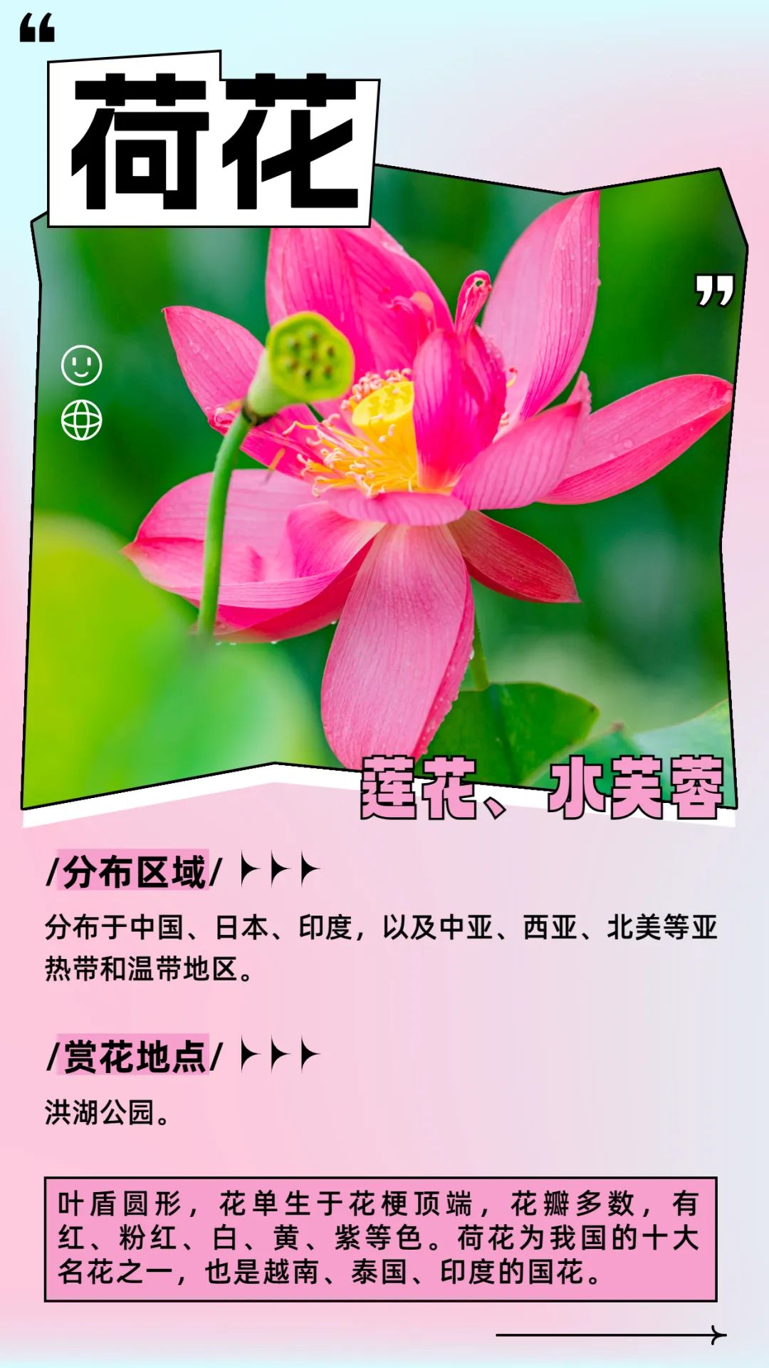 6月花历 | 花香随夏至，恰是六月时