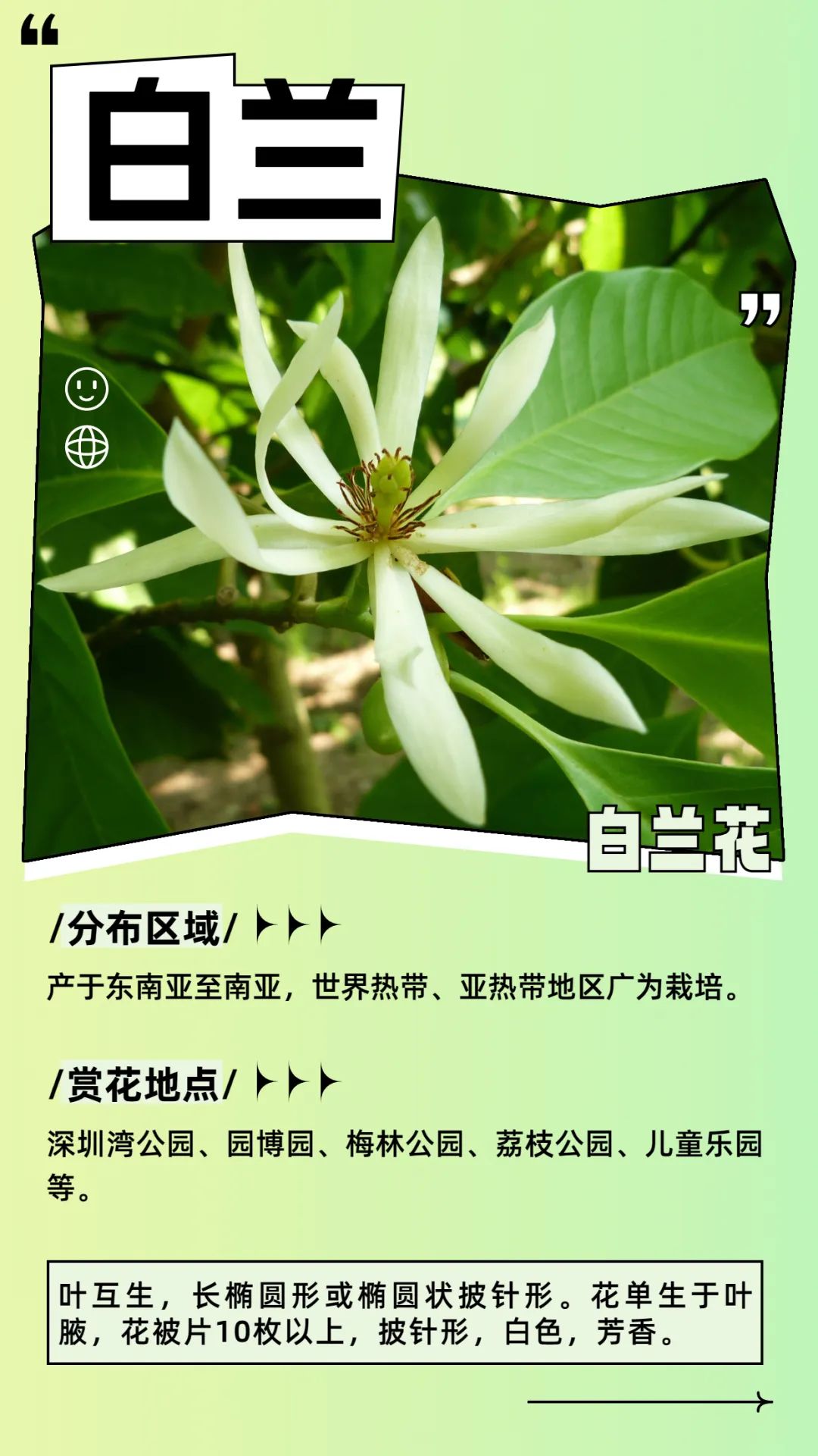 6月花历 | 花香随夏至，恰是六月时