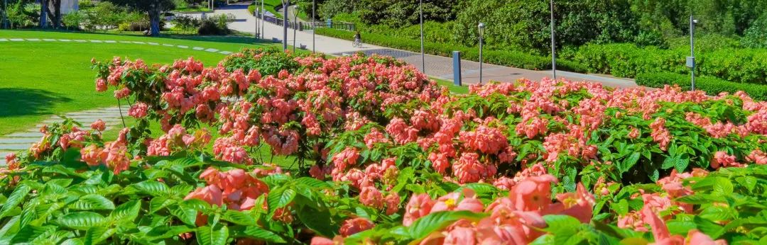 6月花历 | 花香随夏至，恰是六月时