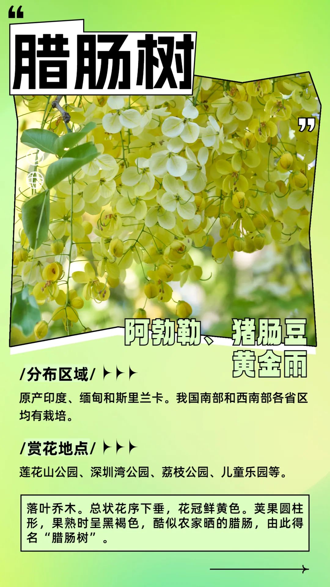 6月花历 | 花香随夏至，恰是六月时