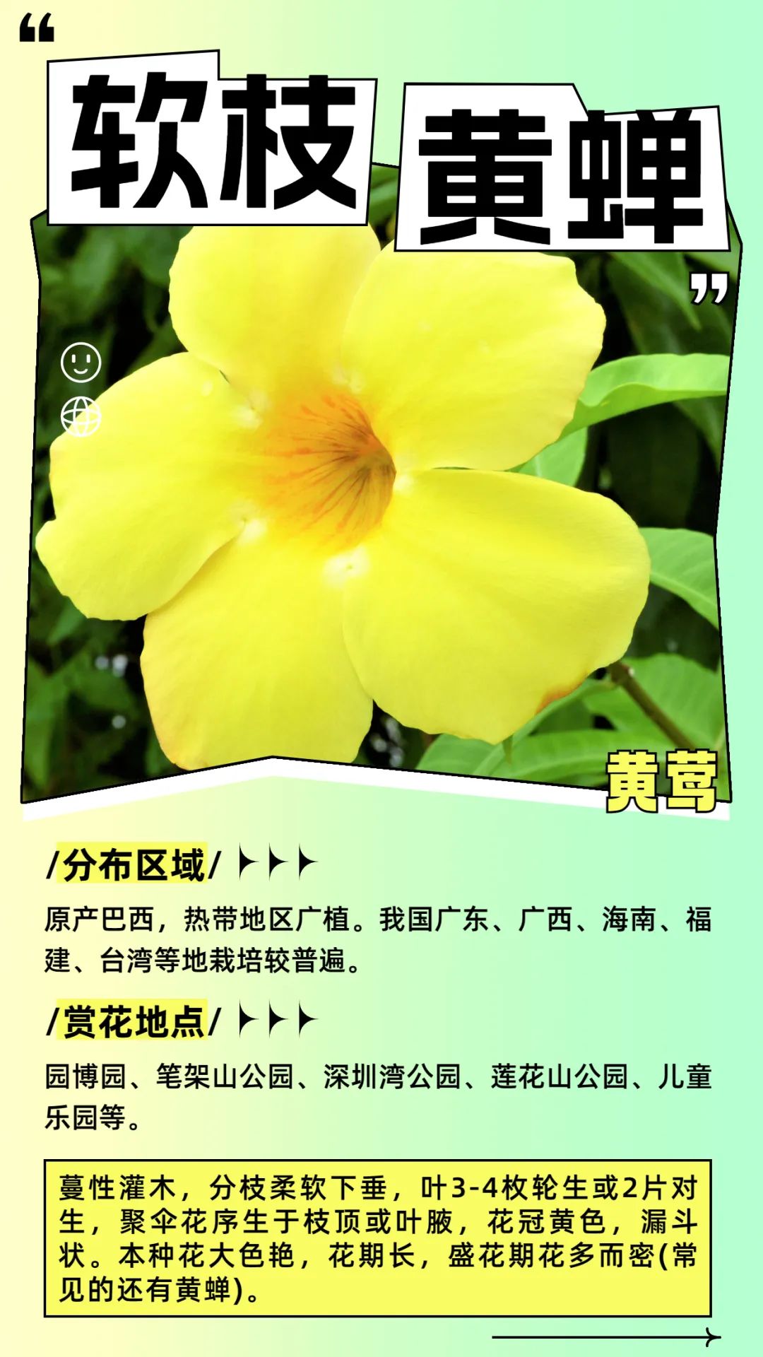 6月花历 | 花香随夏至，恰是六月时