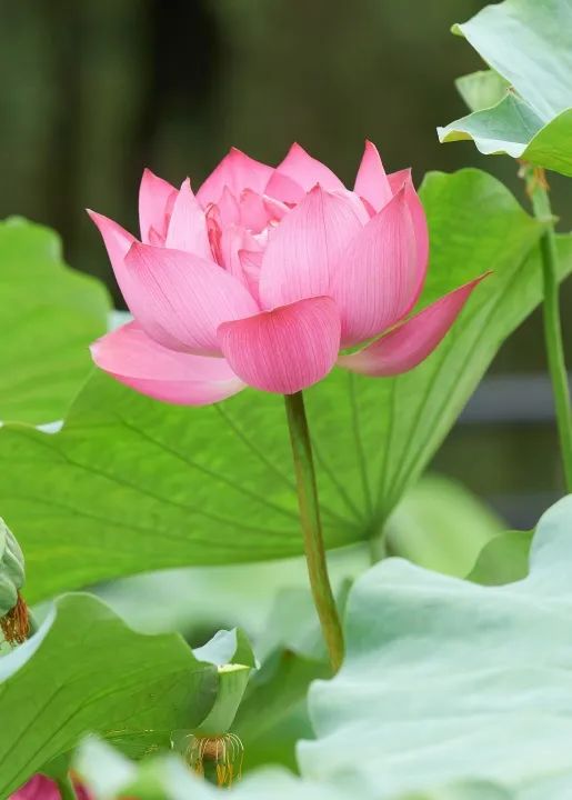 6月花历 | 花香随夏至，恰是六月时