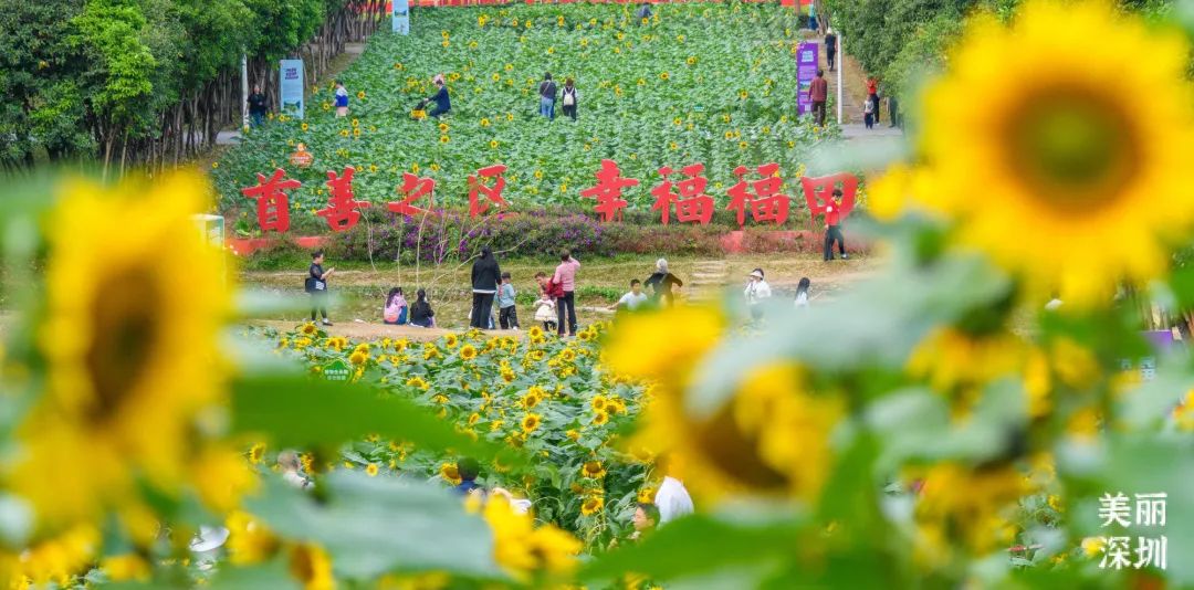 深圳“含春量”100%🦋出门赏花吧！