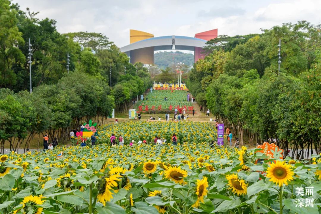 深圳“含春量”100%🦋出门赏花吧！