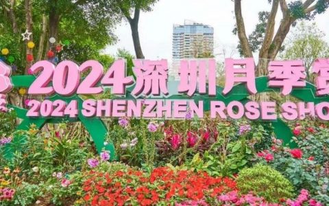 2024深圳月季赏浪漫开启！