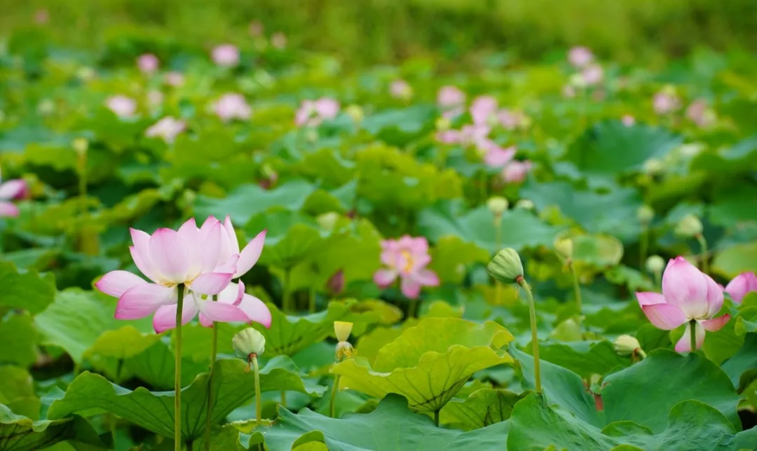 在光明，满塘清荷香，尽享一池夏~