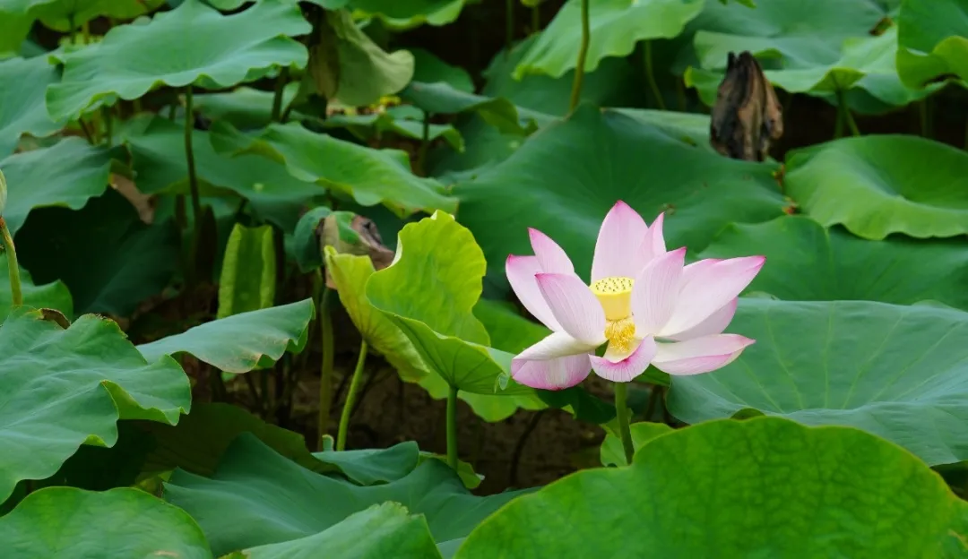 在光明，满塘清荷香，尽享一池夏~