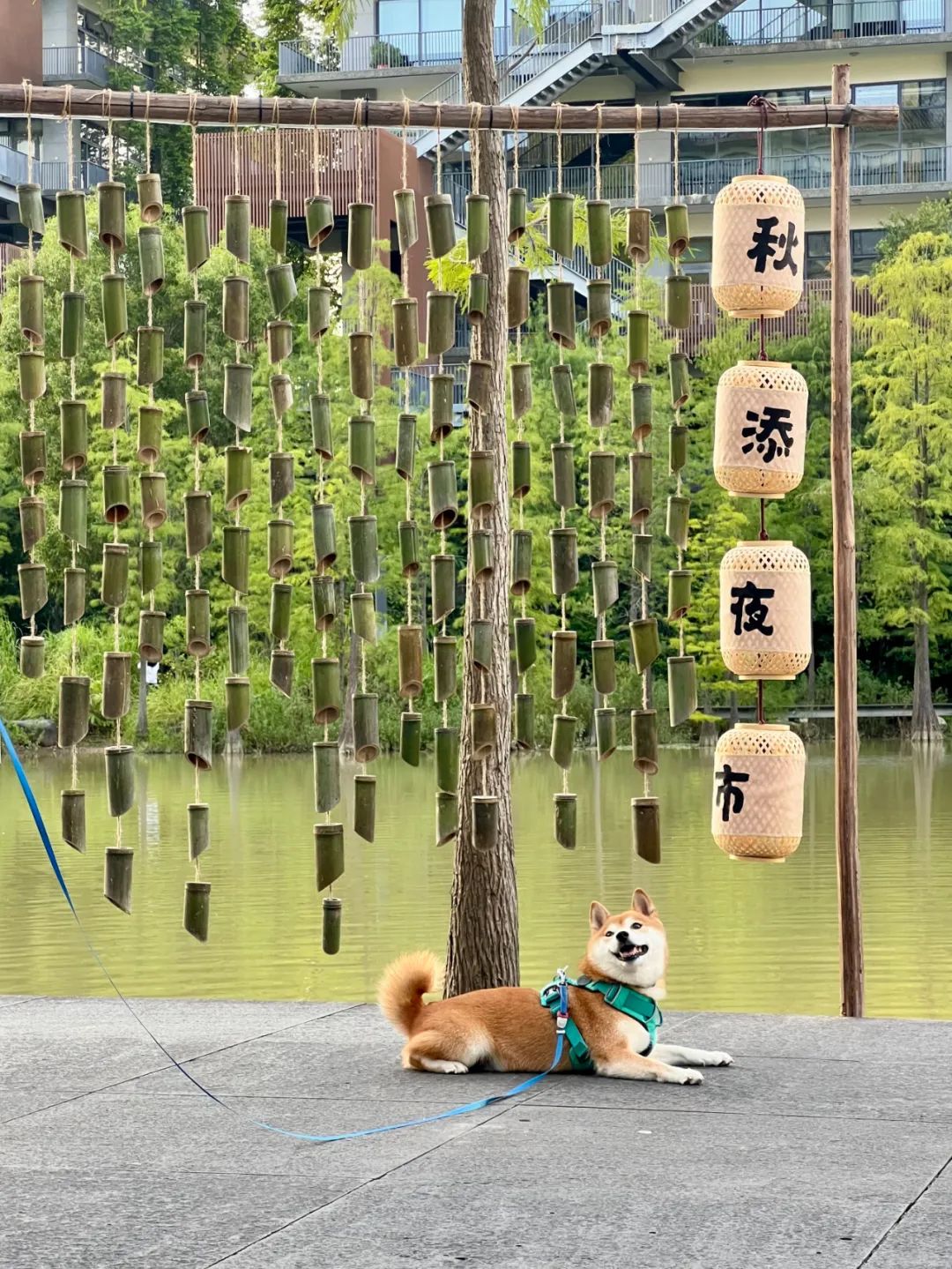 本周五/六/日，相聚梧桐岛湖畔星光下 | 秋添夜市活动集结篇