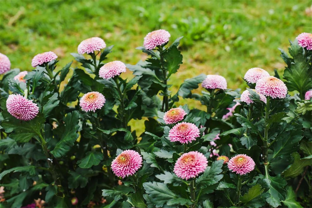 「秋花集」周末文化活动预告 | 花海与古风共舞，花香与诗意醉人