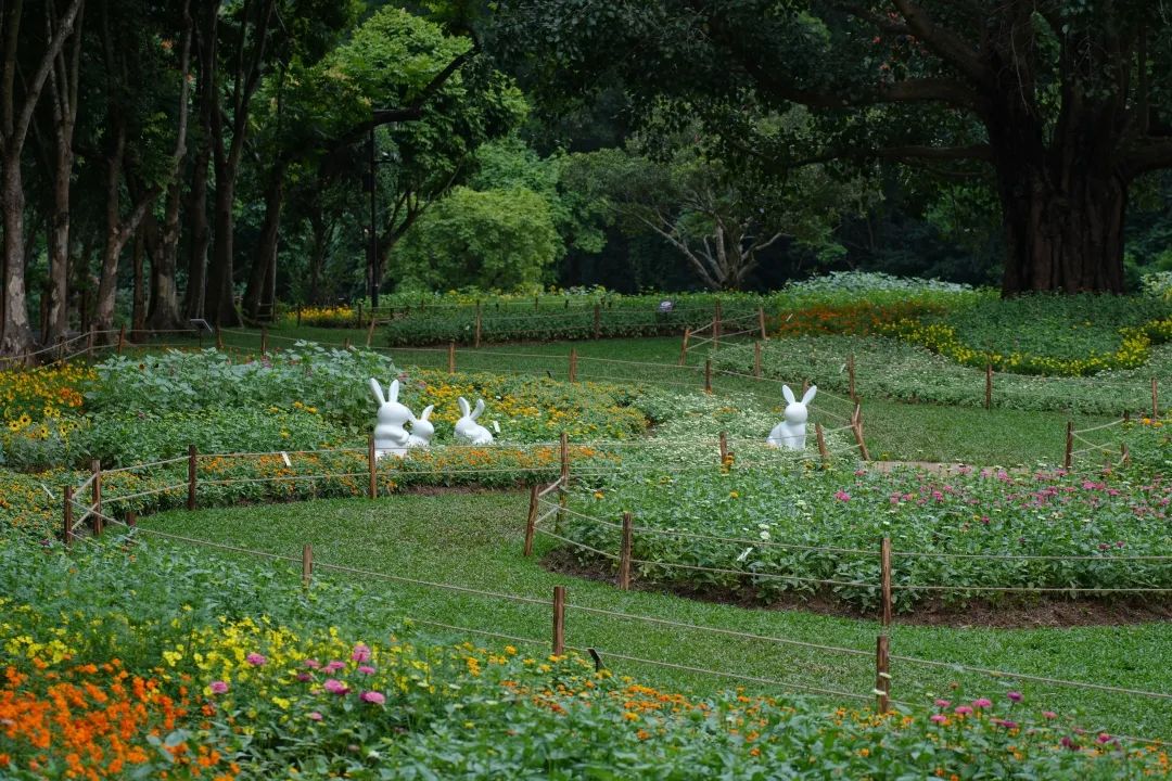 秋季的约定，“2024深圳仙湖植物园秋花集”来了，去逛花花花花花海吧！