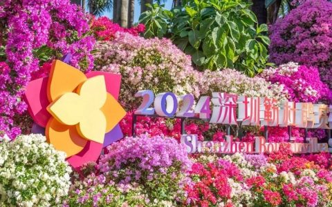 2024深圳簕杜鹃赏花周，莲花山邀你秋日来赏花啦~~