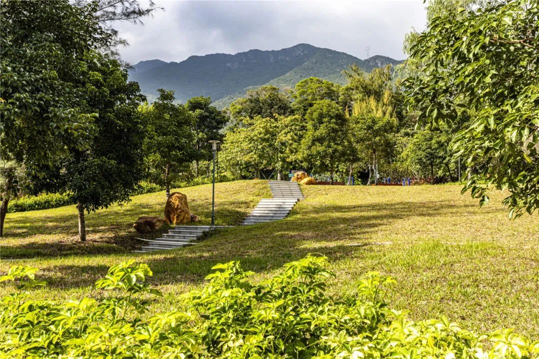 格桑花开，灿烂成海！大鹏坝光打卡地+1